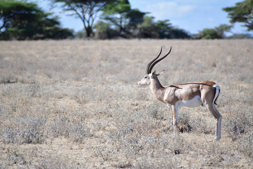 Buffalo Springs Nat. Reserve